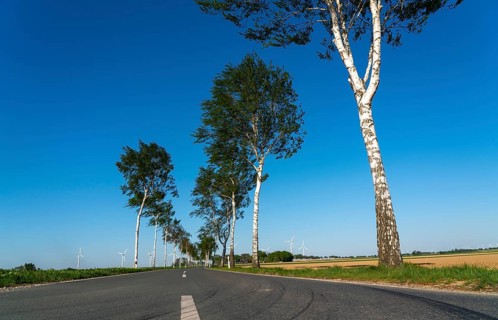 Birch avenue, country road, near the village of Katzem, Heinsberg district, wind farm, North