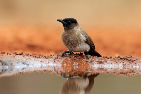 Grey bulbul (Pycnonotus barbatus), adult, at the water, Kruger National Park, Kruger National Park,