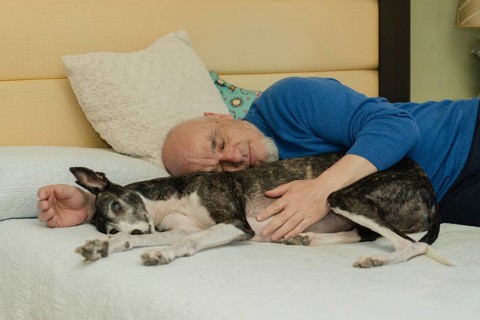 A bald man with a white beard enjoys a nap with his greyhound dog, lying in bed