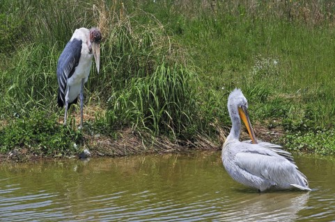 Marabou stork (Leptoptilos crumeniferus) and Pink-backed Pelican (Pelecanus rufescens) preening its
