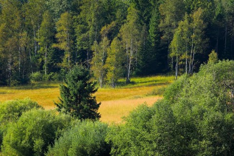 Vegetation in the Rothenthurm raised bog. Canton Schwyz, Switzerland, Europe