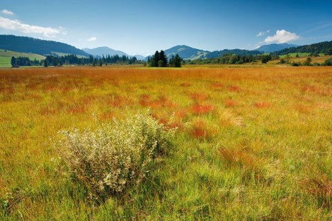 View over the Rothenthurm high moor nature reserve in the canton of Schwyz, Switzerland, Europe