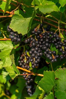 Ripe Pinot Noir grapes, Lake Constance wine-growing region, Birnau, Uhldingen-Mühlhofen, autumn,