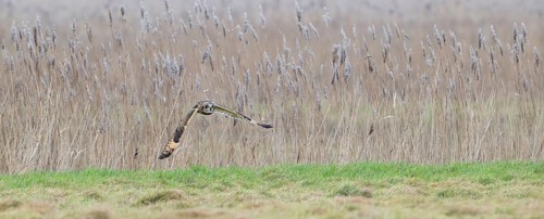 Short-eared owl (Asio flammeus) in flight, hunting for mice and voles in grassland along reed bed