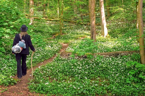 Hikers Weserbergland on the path through the wild garlic blossom below Schaumburg Castle Germany