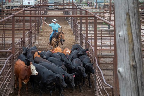 Oklahoma City, Oklahoma, Cattle are herded towards the auction building at the Oklahoma National
