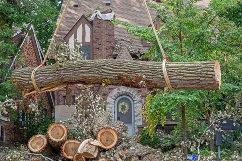 Detroit, Michigan, A storm with 70mph wind gusts blew down a 15-ton, 110-foot cottonwood, damaging