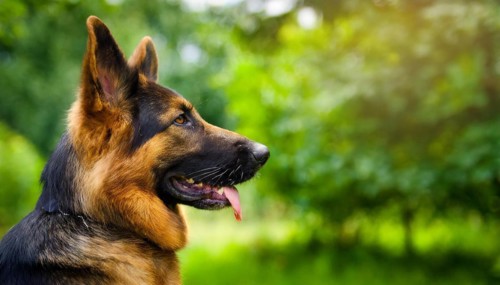 Pets, Dog, German Shepherd, AI-generated, AI generated