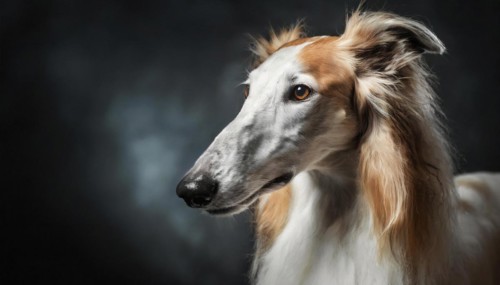 Pets, dog, borzoi, greyhound, recognised Russian dog breed, AI-generated, AI-generated, AI