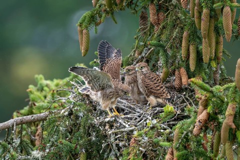 Common kestrel (Falco tinnunculus), young birds not yet ready to fly in the nest,