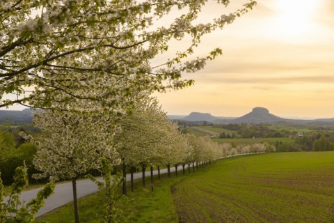 Spring in Saxon Switzerland, Altendorf, Saxony, Germany, Europe