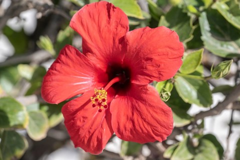 Hibiscus (Hibiscus syriacus), Lanzarote, Canary Islands, Spain, Europe