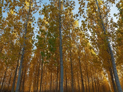 European Aspen (Populus tremula) in autumnal colours. Cultivated for timber. Drone shot. Granada