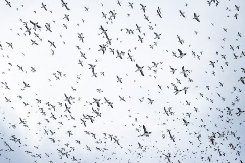 Flock of birds, common guillemots (Uria aalge) in flight, Hornoya Island, Hornøya, Vardø, Varanger