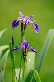 American marsh iris (Iris versicolor), flower, in bloom, at a pond, Ellerstadt, Germany, Europe