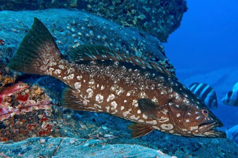Atlantic Island Grouper (Mycteroperca fusca) Crested Grouper Macaronesian Grouper swimming over