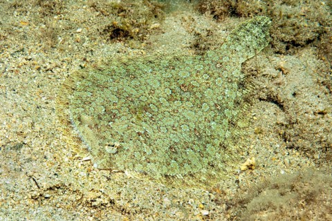 Wide-eyed flounder (Bothus podas) Wide-eyed turbot Flounder Flatfish lies camouflaged on sandy