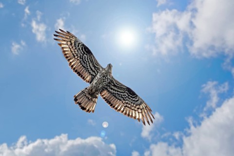 European honey buzzard (Pernis apivorus) adult female in flight against the sun with cloudy sky in