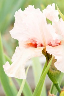 Beautiful multicolored iris flower bloom in the garden. Close up, fragility and summer concept