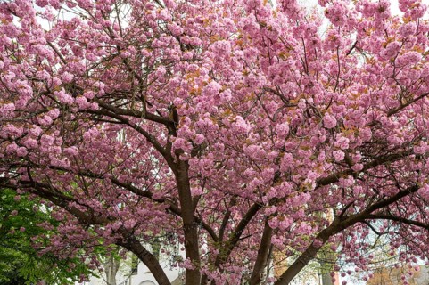 Flowering japanese cherry (Prunus serrulata), Siegen, North Rhine-Westphalia, Germany, Europe