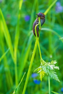 Gastropod on a grass straw eating on the stalk in a meadow