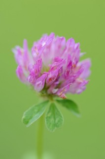 Red clover (Trifolium pratense), flower, North Rhine-Westphalia, Germany, Europe