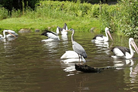 Grey heron (Ardea cinerea) between australian pelicans (Pelecanus conspicillatus) Vogelpark