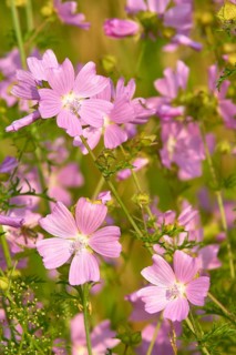 Musk mallow (Malva moschata), in a sunny meadow in summer, Spessart, Bavaria, Germany, Europe