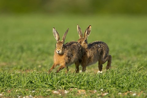 Brown hare (Lepus europaeus) two adult animals running in a farmland cereal field in springtime