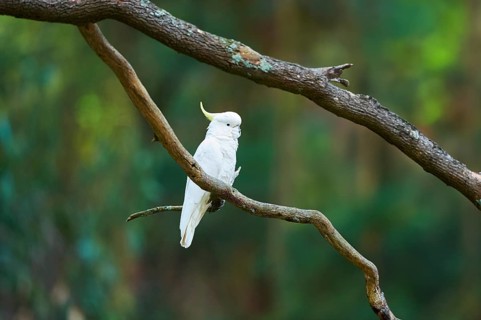 Close-up of a sulphur-crested cockatoo (Cacatua galerita) wildlife in Australia
