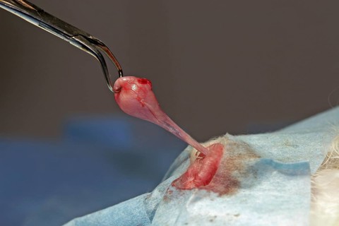 Castration of a tomcat, removal of testicles, vet