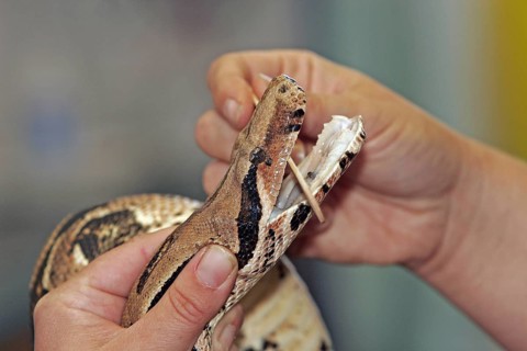 Boa constrictor, king snake, examination at the vet