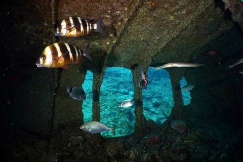 Two specimens of zebra bream (Diplodus cervinus cervinus) swimming in a shipwreck. Dive site Wreck