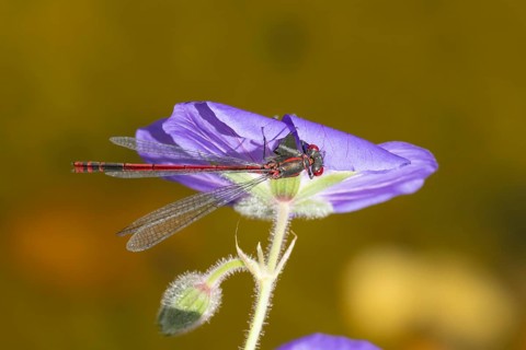 Large red damselfly (Pyrrhosoma nymphula) adult insect resting on a blue garden Geranium flower,