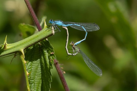 Common blue damselfly (Enallagma cyathigerum) two adult insects mating on a Bramble stem, Suffolk,
