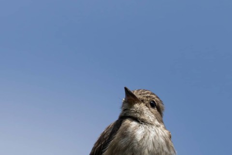 Spotted flycatcher (Muscicapa striata) adult bird head portrait in the summer, Norfolk, England,
