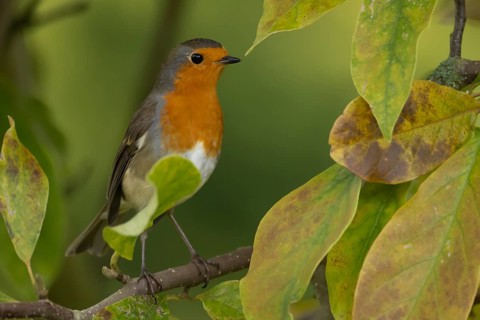 European robin (Erithacus rubecula) adult bird amongst autumnal leaves of a garden Magnolia tree in