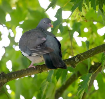 Common wood pigeon (Columba palumbus) sitting on the branch of a green tree and looking at the
