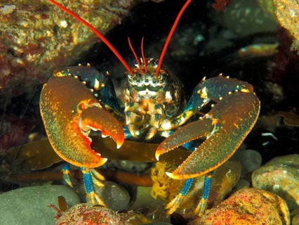 Common lobster (Homarus gammarus), dive site Maharees Islands, Castlegregory, Co. Kerry, Irish Sea,