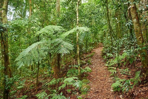 Landscape of a little walking path going through the rainforest in spring, Lamington National Park,