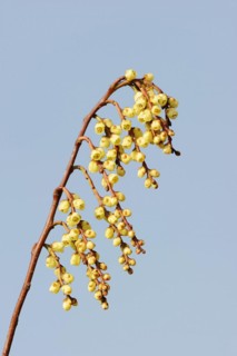Japanese pearl tail or early pearl tail (Stachyurus praecox), flowers, native to Asia, ornamental