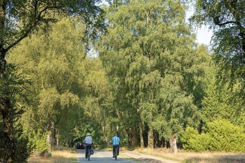 Trees, cyclist near Wilsede, Bispingen, Lüneburg Heath, Lower Saxony, Germany, Europe