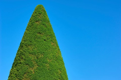 A tall, conical yew (Taxus), in front of a clear blue sky, summer, Germany, Europe