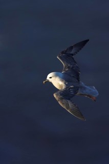 Fulmar, (Fulmarus glacialis), Heligoland, island of Heligoland, Schleswig-Holstein, Federal