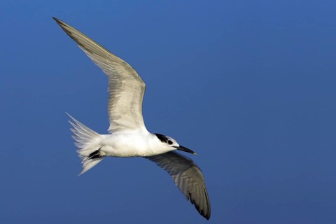 Sandwich tern (Sterna sandvicensis), Bowman's Beach, Sanibel Island, Florida, USA, North America