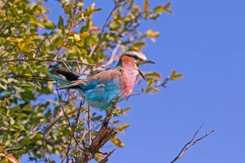 Africa, Botswana, Fork-tailed Roller, Coracias caudatus, Botswana, Africa