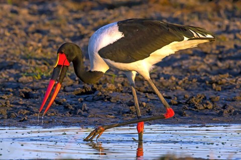 Africa, Botswana, saddle-billed stork, stork, Ephippiorhynchus senegalensis, Botswana, Botswana,