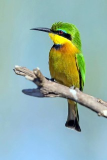Africa, Spain, Dwarf Bee-eater, Merops pusillus, Spain, Spain, Europe