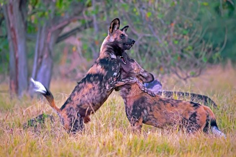 African wild dog playing (Lyacon pictus) Botswana, Botswana, Africa