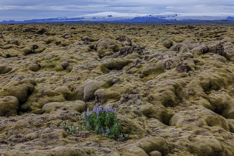 Lupines, lava field, glacier behind, cloudy, Eldhraun, Myrdalsjökull behind, Iceland, Europe